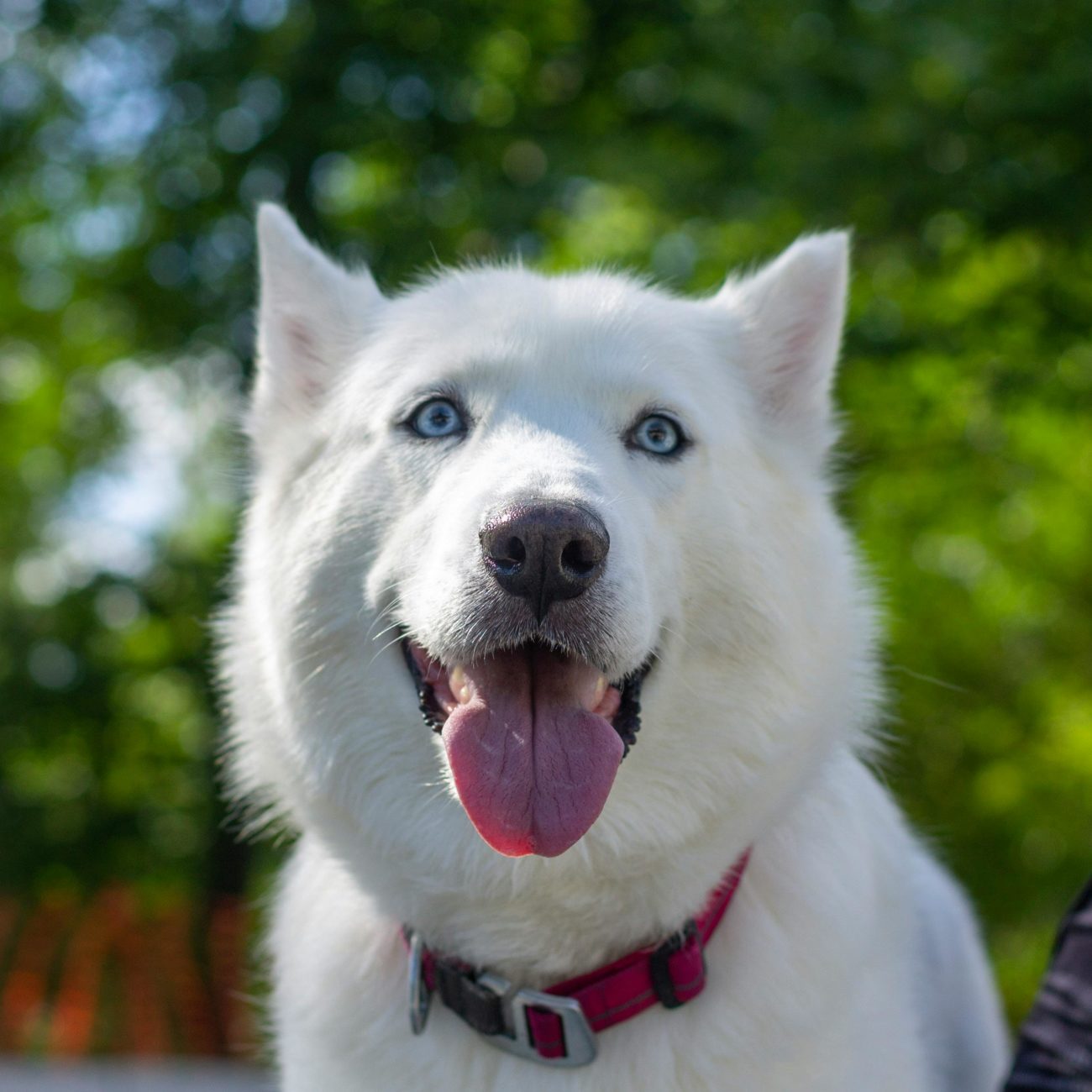 Vacature afbeelding Passie voor Dieren? Word Reico Partner! van VitalRoots