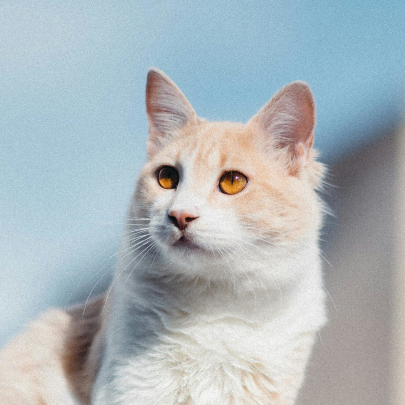 Vacature afbeelding Passie voor Dieren? Word Reico Partner! van VitalRoots